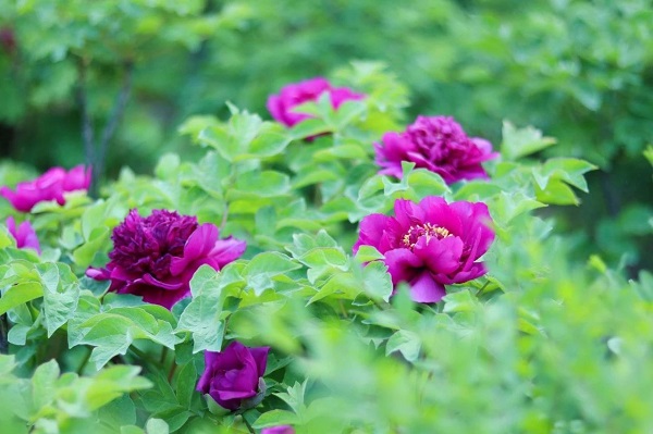 hth华体官方下载app